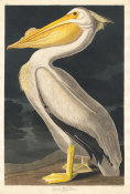 Robert Havell - American White Pelican, 1836