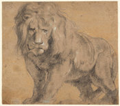 Sir Peter Paul Rubens - Lion, c. 1612-1613