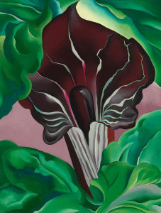 Georgia O'Keeffe - Jack-in-Pulpit - No. 2, 1930