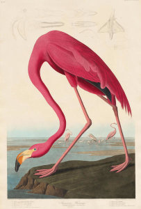 Robert Havell - American Flamingo, 1838