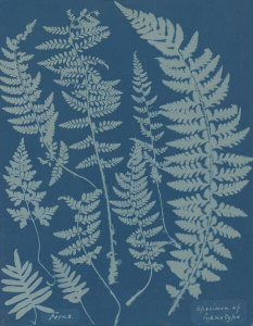 Anna Atkins - Ferns. Specimen of Cyanotype, 1840s