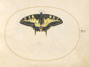 Joris Hoefnagel - Plate 7: Swallowtail Butterfly, c.1575/1590s