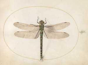 Joris Hoefnagel - Plate 53: Southern Hawker Dragonfly, c.1575/1590s