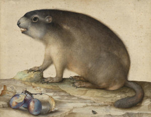 Jacopo Ligozzi - A Groundhog or Marmot with a Branch of Plums, 1605