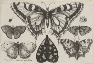 Wenceslaus Hollar - Five Butterflies, a Moth, a Beetle, and a Spider, 1646