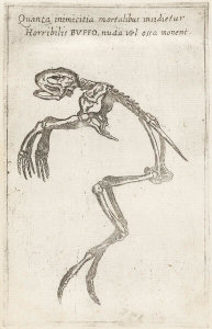Teodoro Filippo di Liagno - Skeleton of a Frog, 1620-1621
