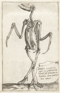 Teodoro Filippo di Liagno - Skeleton of a Heron, 1620–1621