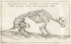 Teodoro Filippo di Liagno - Skeleton of a Quadruped, 1620–1621