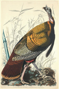 William Home Lizars (after J. J. Audubon) - Great American Cock, 1827