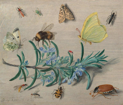 Jan van Kessel the Elder - Insects and a Sprig of Rosemary, 1653