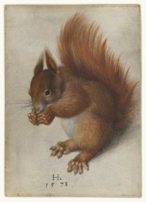 Hans Hoffmann - Red Squirrel, 1578