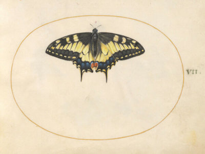 Joris Hoefnagel - Plate 7: Swallowtail Butterfly, c.1575/1590s