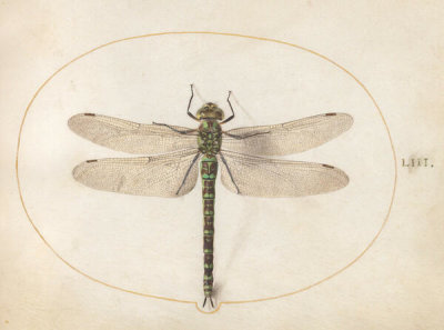 Joris Hoefnagel - Plate 53: Southern Hawker Dragonfly, c.1575/1590s