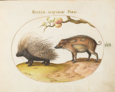 Joris Hoefnagel - Plate 17: Old World Porcupine (Hystrix) and Wild Pig, c.1575/1590s