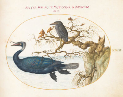 Joris Hoefnagel - Plate 23: A Brandt's Cormorant with a Juvenile Crowned Night Heron, c.1575/1590s