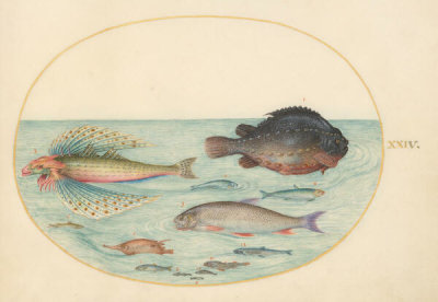 Joris Hoefnagel - Plate 24: Flying Swallow Gurnard, Male Lumpsucker, Longspine Snipefish, and Other Fish, c.1575/1590s