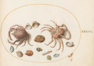 Joris Hoefnagel - Plate 46: Two Crabs with Seashells, c.1575/1590s