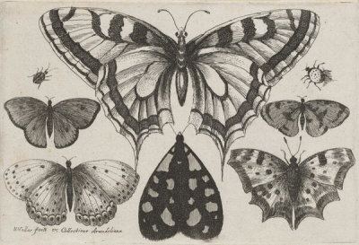 Wenceslaus Hollar - Five Butterflies, a Moth, a Beetle, and a Spider, 1646