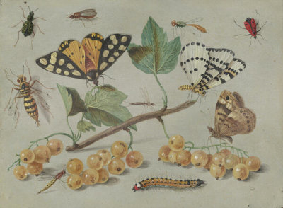 Jan van Kessel the Elder - Study of Butterfly and Insects, c. 1655