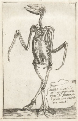 Teodoro Filippo di Liagno - Skeleton of a Heron, 1620–1621