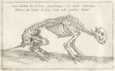 Teodoro Filippo di Liagno - Skeleton of a Quadruped, 1620–1621
