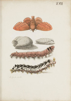 Maria Sibylla Merian - The Caterpillar's Beginnings, Food, and Miraculous Change; plate 17, 1713–1717