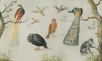 Circle of Jan van Kessel the Elder - Study of Birds and Monkey, 1660/1670